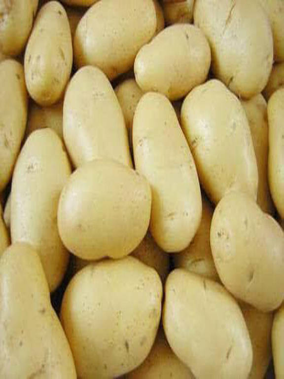 potatoes export egypt