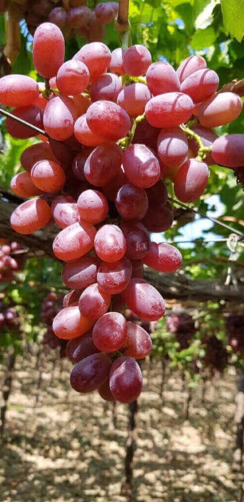 grapes export markets