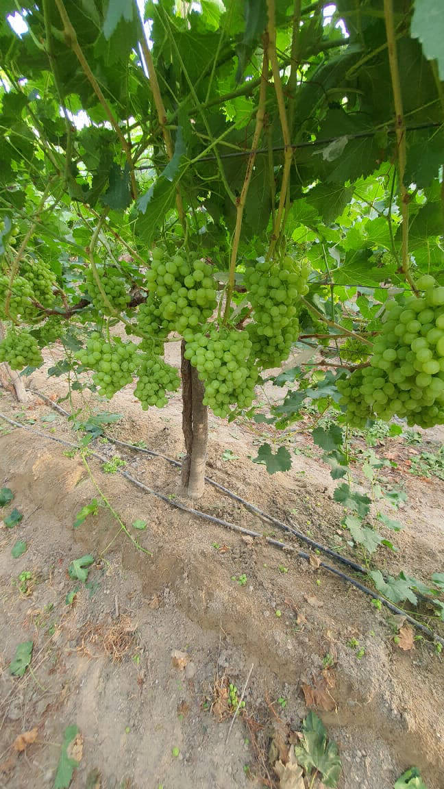 grapes export procedure