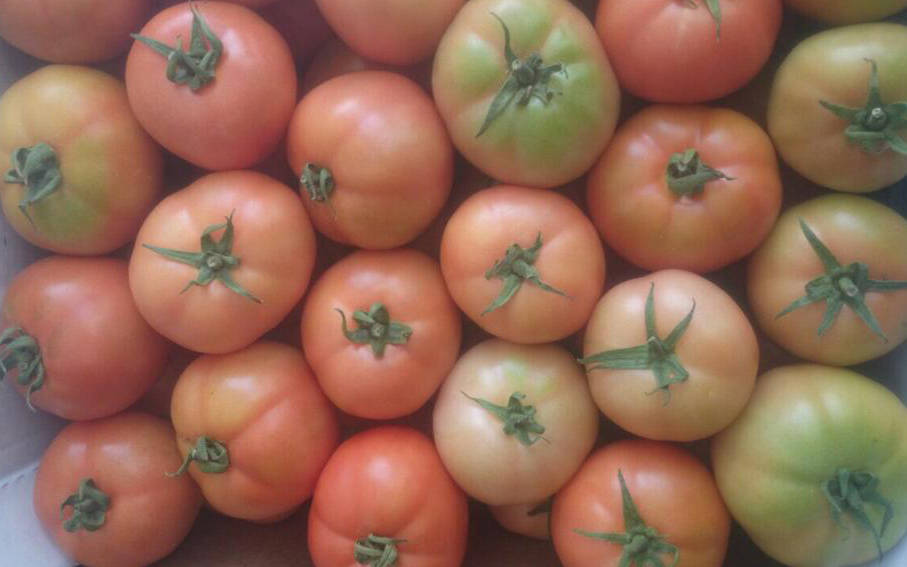 biggest tomatoes exporters