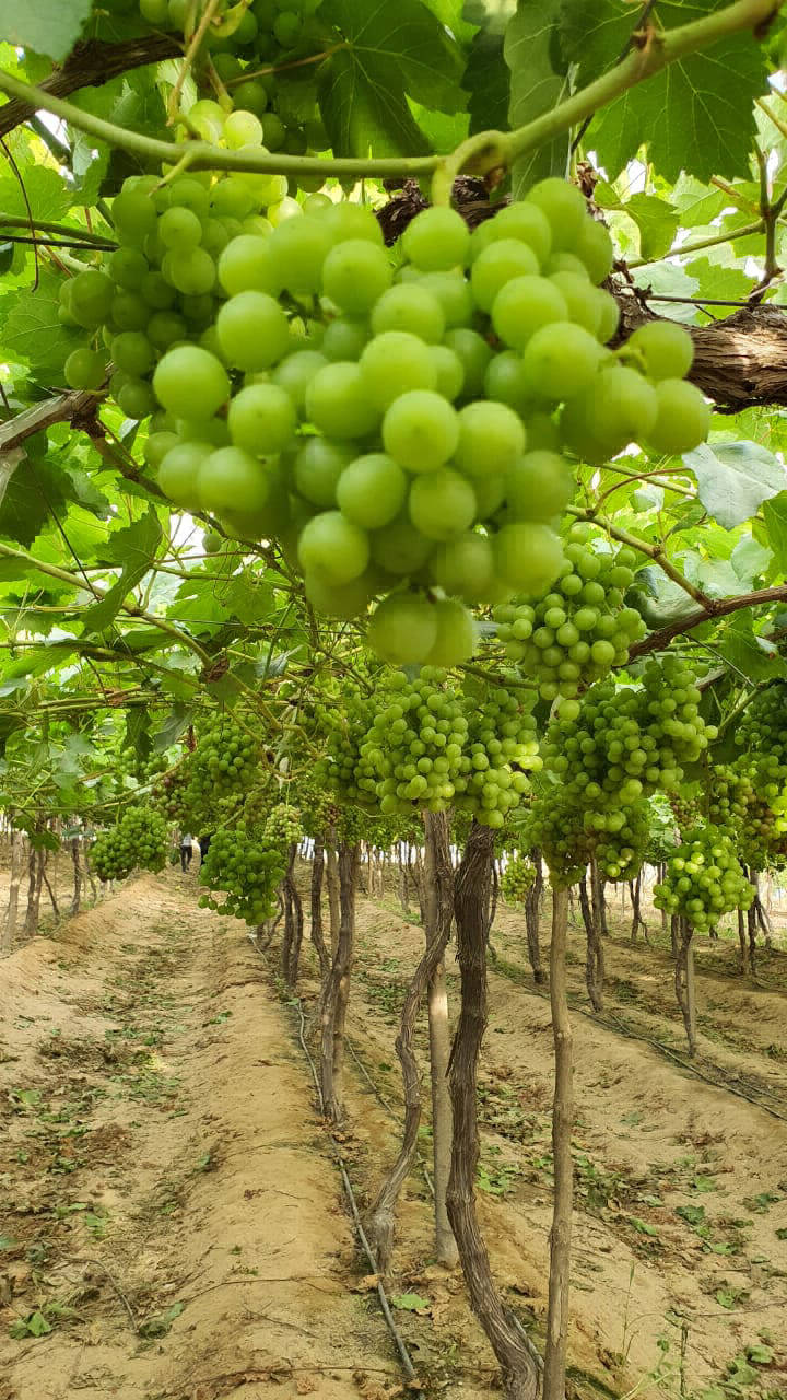 largest exporter of grapes