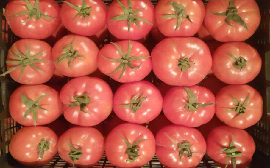 tomato exporter