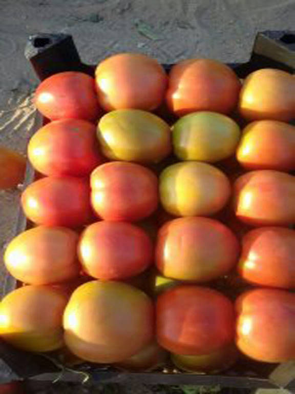 exporters of canned tomatoes