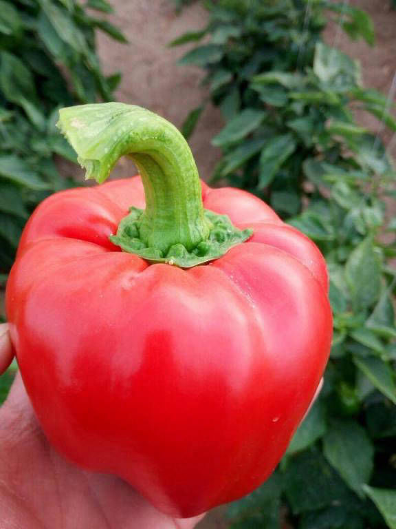 pepper export quality