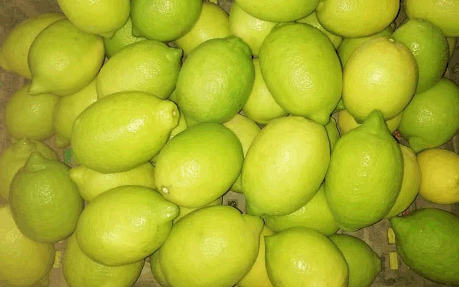 lemons export egypt