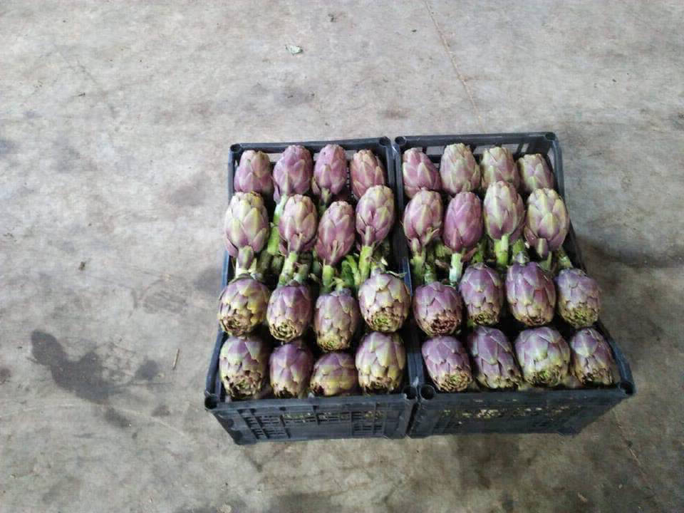 Artichoke Exporting Company in EGYPT