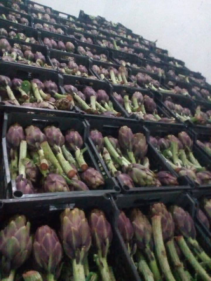 Artichoke Exporting Company in EGYPT