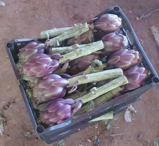 Artichoke Exporting Company in EGYPT