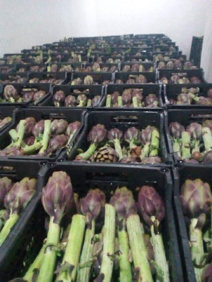 Artichoke Exporting Company in EGYPT
