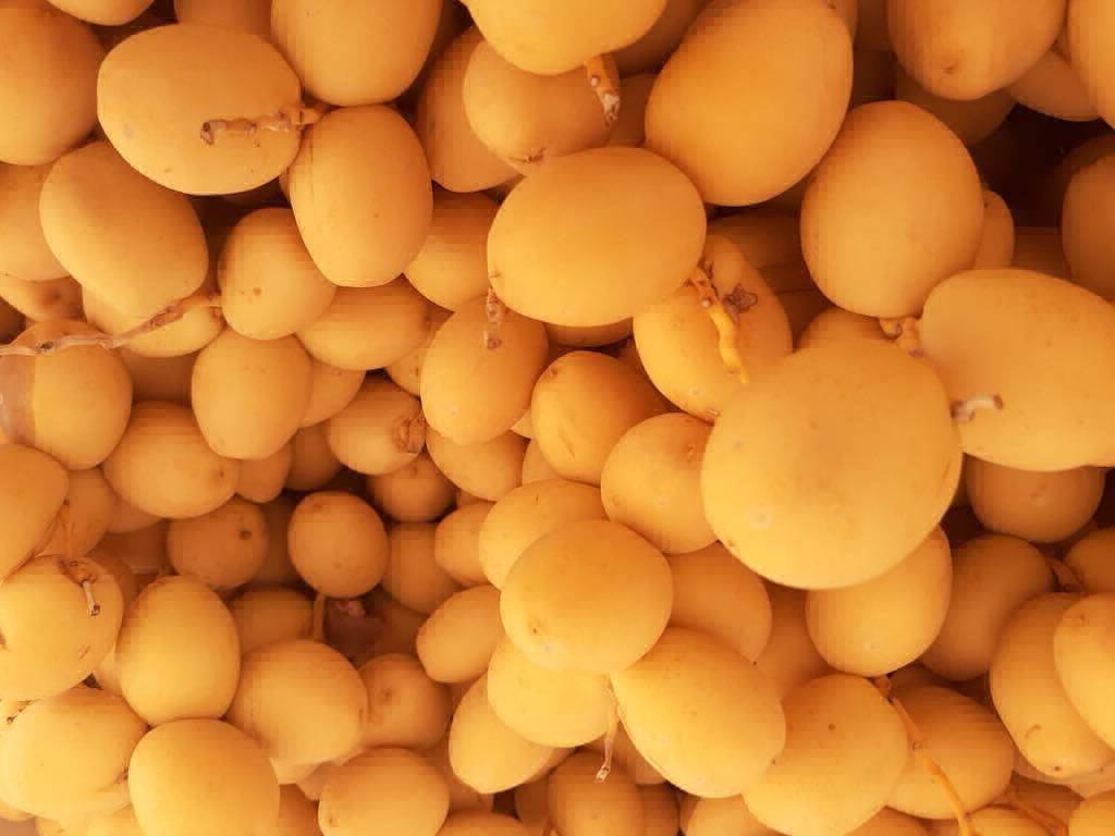 Dates Exporting Company in EGYPT