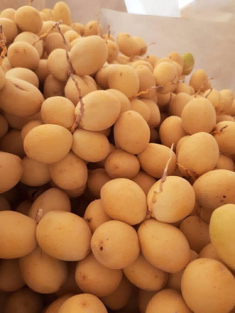 Dates Exporting Company in EGYPT