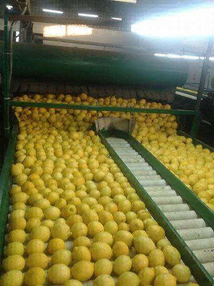 lemons export egypt