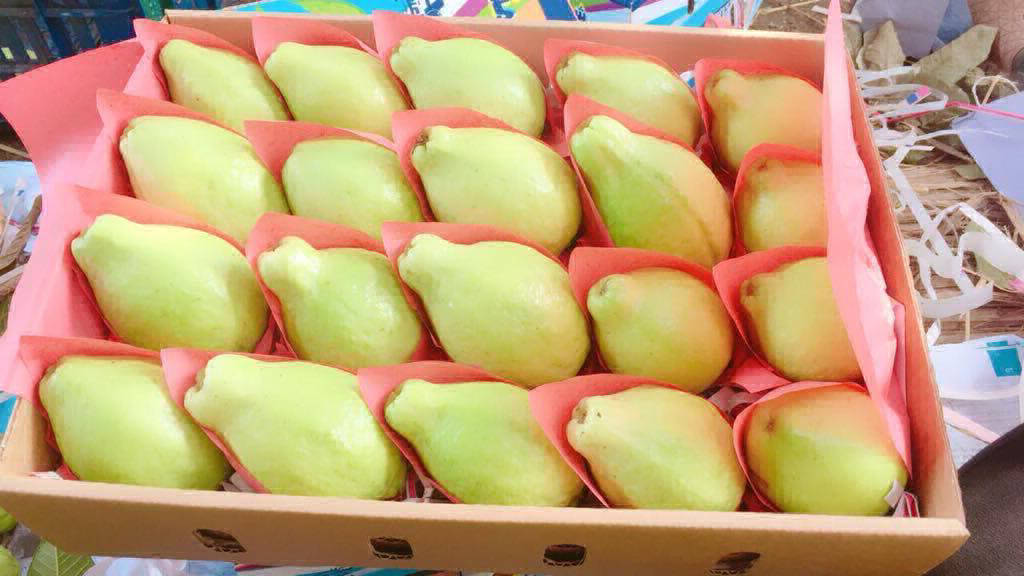 guava export packing