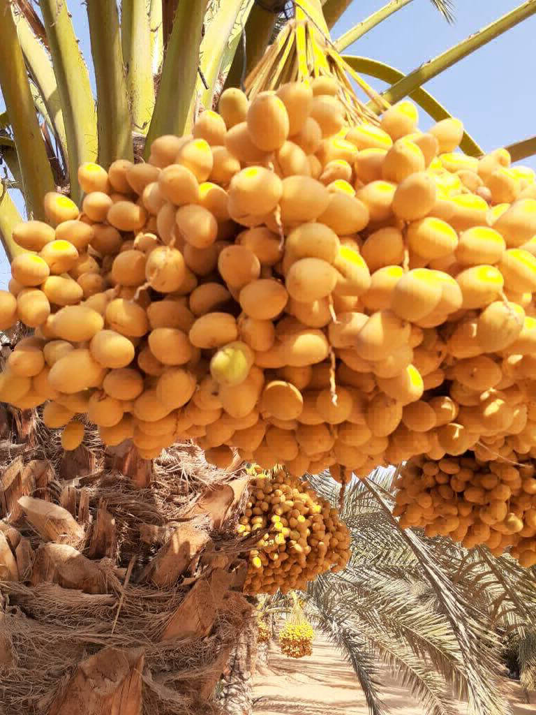 Dates Exporting Company in EGYPT