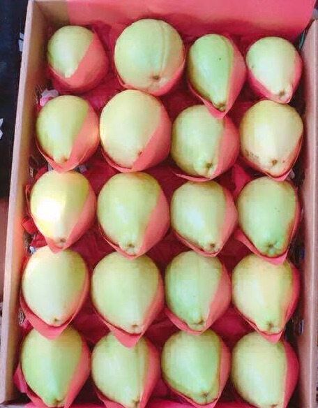 guava export packing,