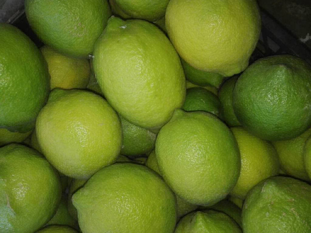 lemons export egypt