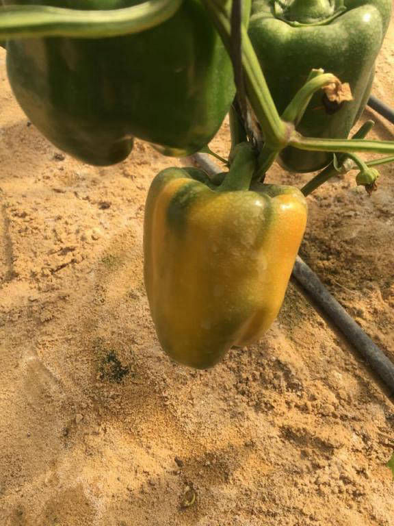 pepper export production