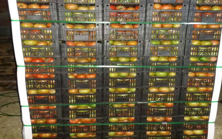 export tomatoes to dubai