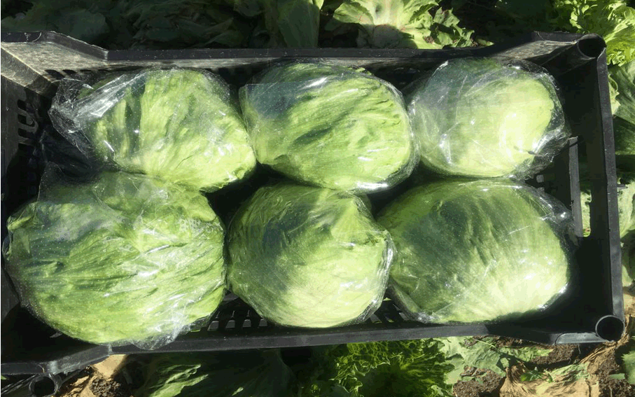 iceberg lettuce packaging