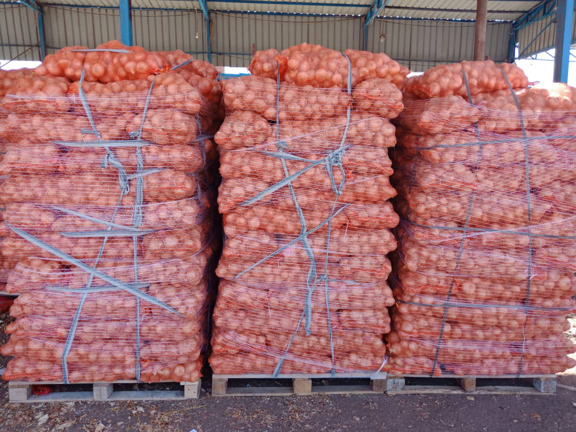 onion exporters