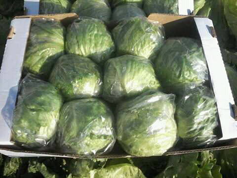 iceberg lettuce preparation