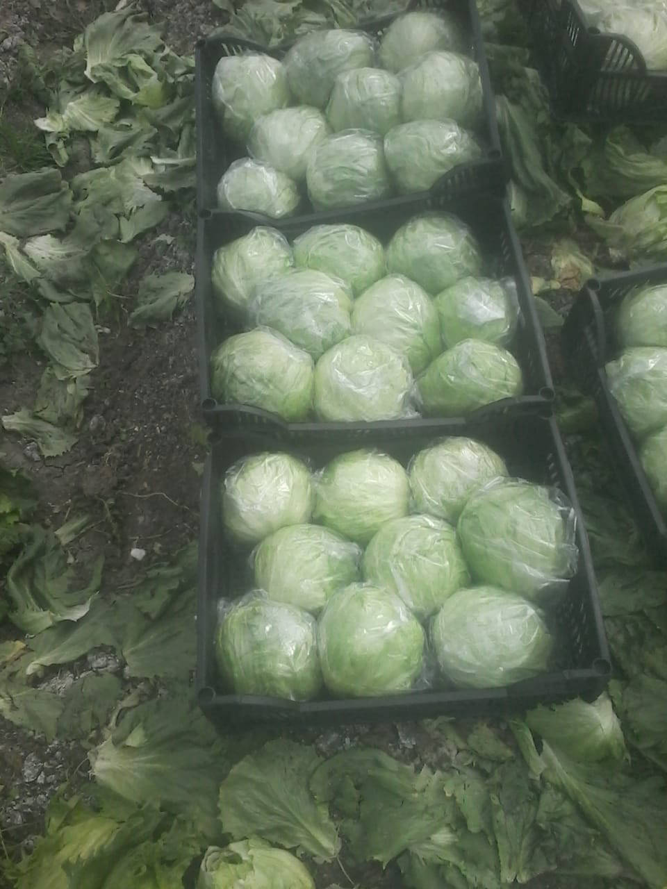 iceberg lettuce preparation