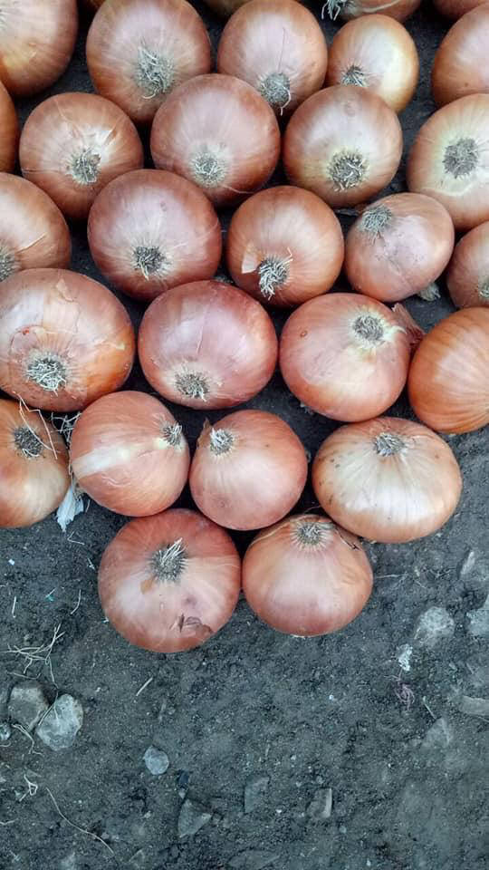 onion exporters