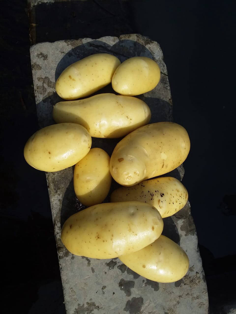 biggest potato exporter