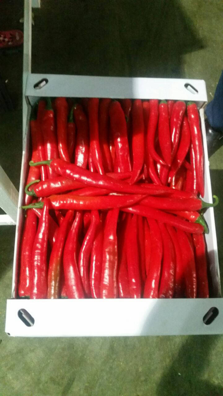 pepper export price