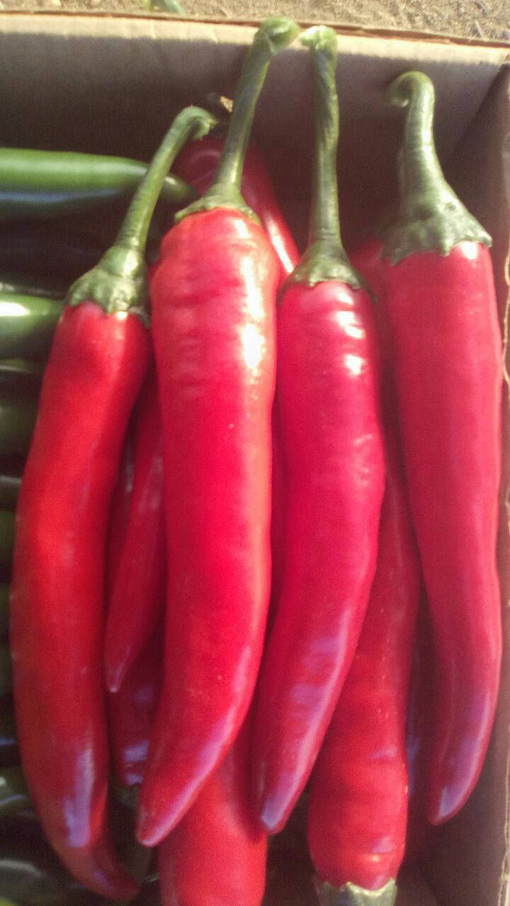 pepper export companies