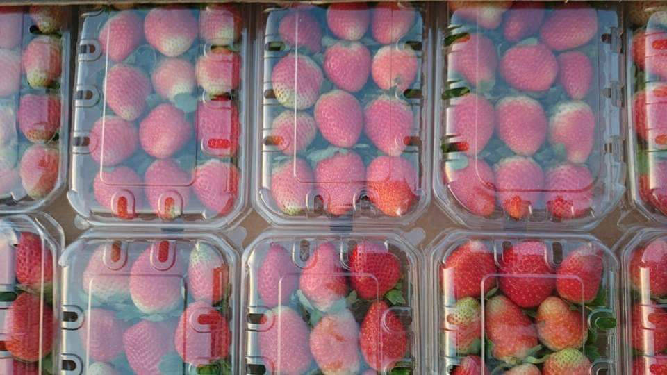 strawberries exporters