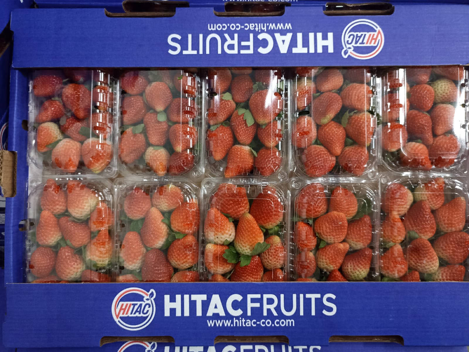 strawberries exporters