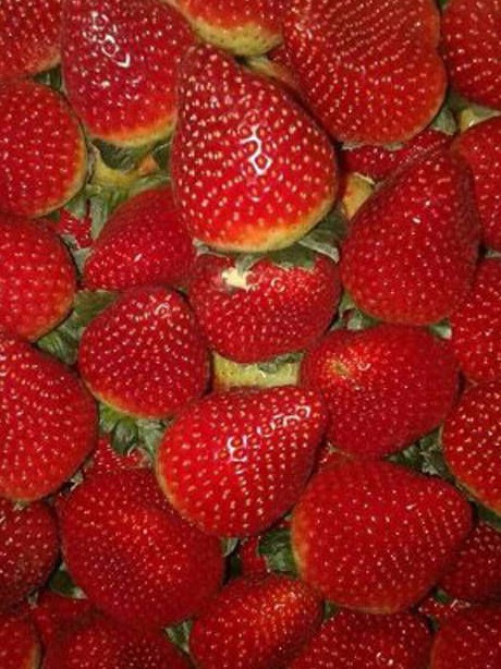 fruits
