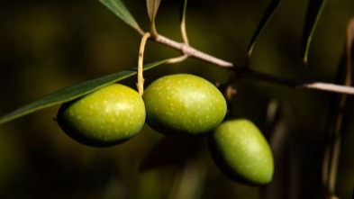 Molokhia