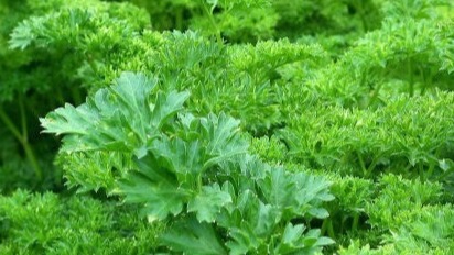 Leaf vegetables