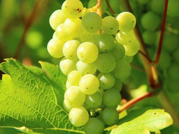 Grapes