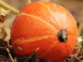 Pumpkins
