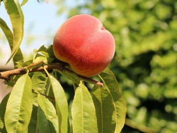 Peaches