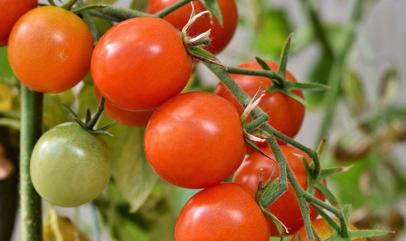 tomato