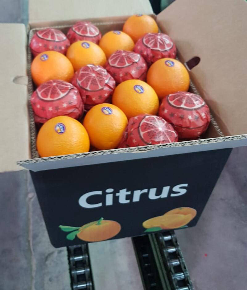 Citrus export company | oranges & mangoes & lemons and grapefruitWe 