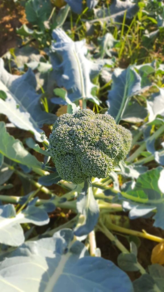 Brocoli pour l’exportation