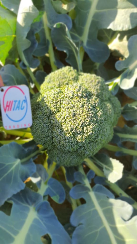 Broccolis pour l’exportation