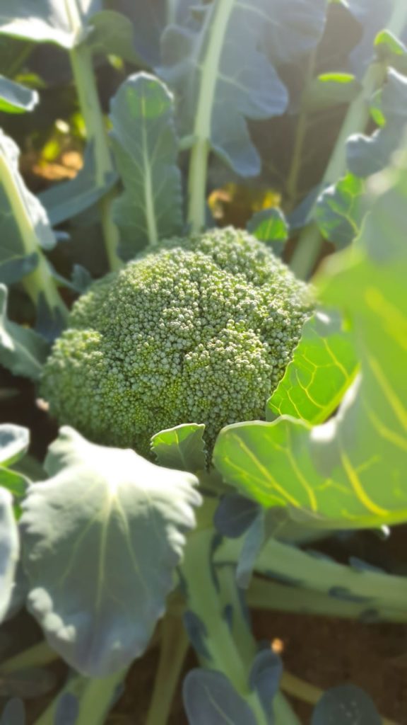 Brocoli