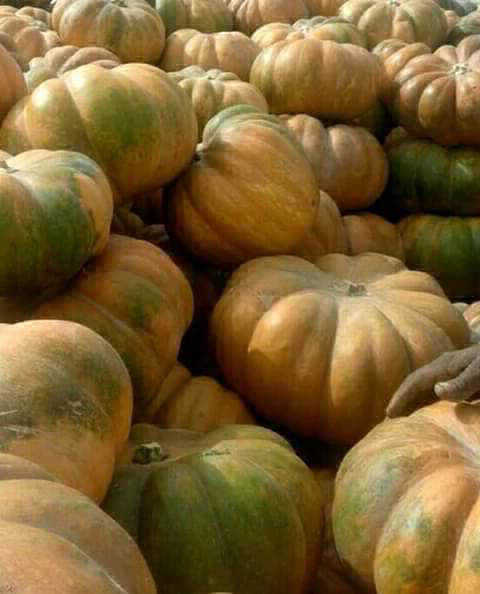 القرع العسلي - اليقطين 