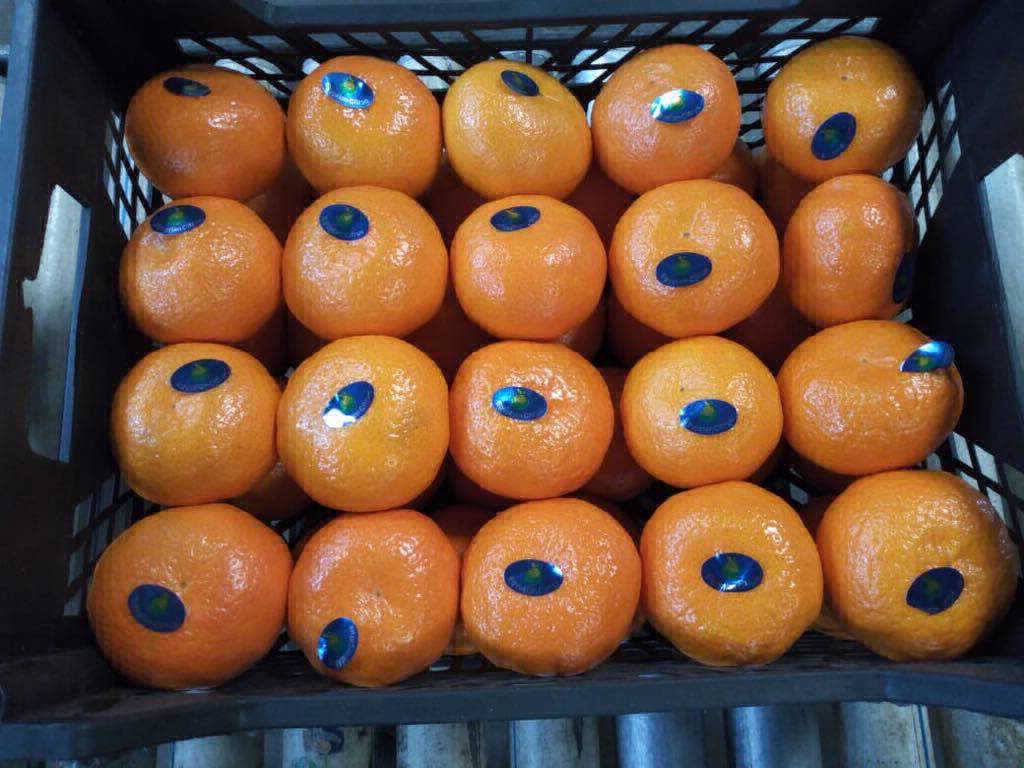 تصدير اليوسفي